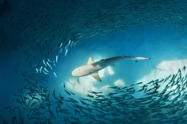 Change : Bring the Shark into the game