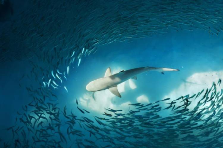 Change : Bring the Shark into the game